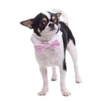 Pink Satin Shirt Collar & Bow Tie