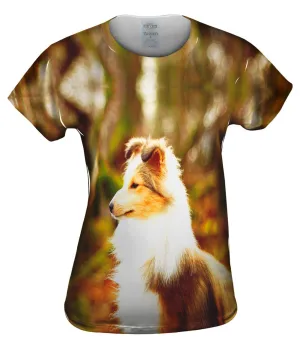 Swift Sheltie