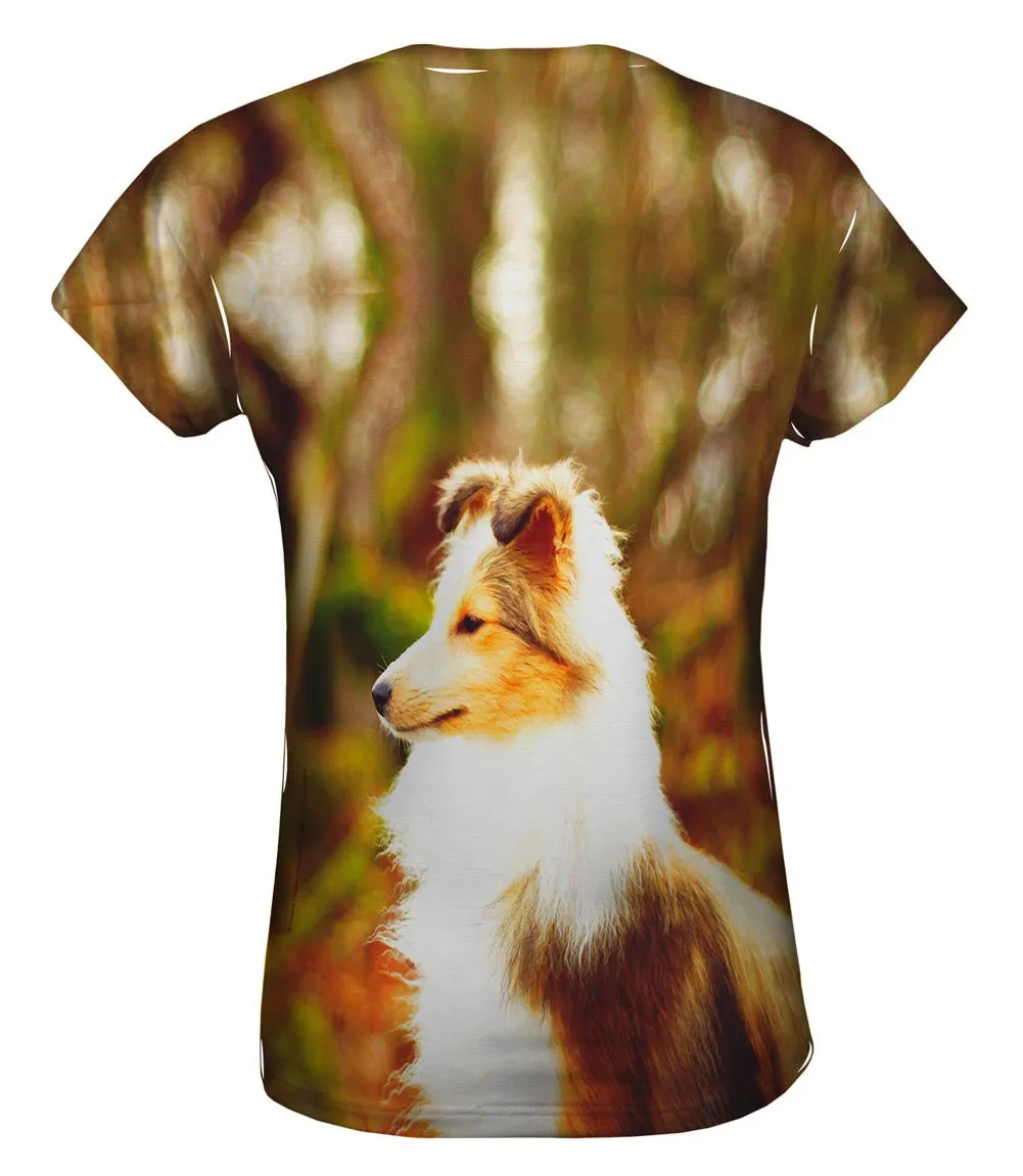 Swift Sheltie